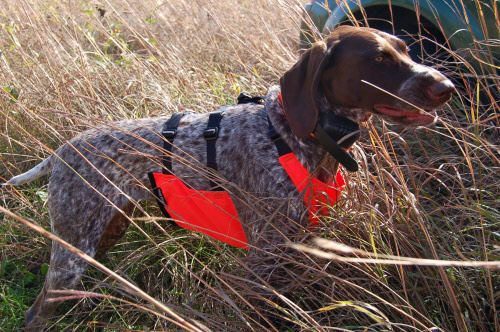 dog chest protection vest