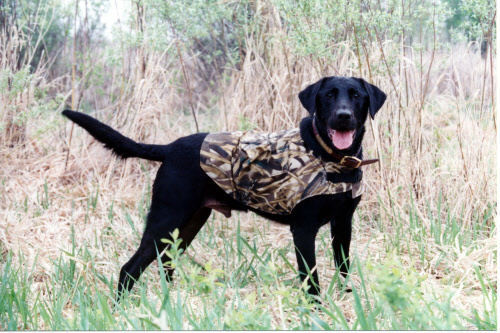 camouflage dog vest